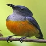 Sample 5 – Yellow bellied flowerpecker