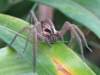 Sample 1 – Wolf spider