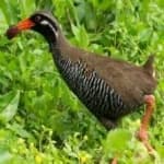 Sample 6 – Okinawa rail