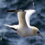 Sample 2 – Northern gannet