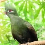Sample 4 – Guinea turaco