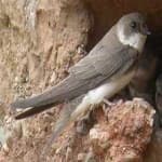Sample 6 – Sand martin