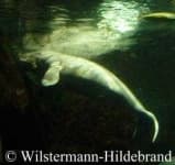 Sample 5 – Dugong