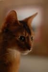 Sample 4 – Abyssinian