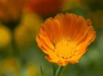 Sample 3 – English marigold
