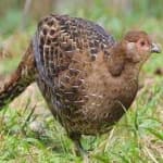 Sample 6 – Mikado pheasant