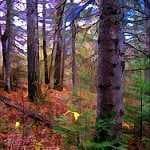 Sample 6 – Forest