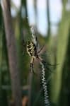 Sample 4 – Black and gold garden spider