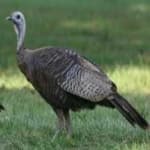 Sample 2 – Wild turkey