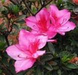 Sample 2 – Azalea