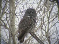 Sample 5 – Great grey owl