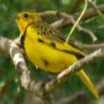Sample 4 – Golden pipit