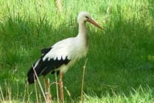 Sample 2 – Stork