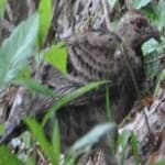 Sample 13 – Elliots pheasant