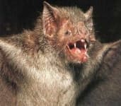 Sample 1 – Bat