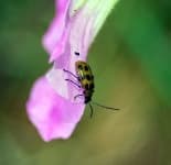 Sample 6 – Leaf beetle