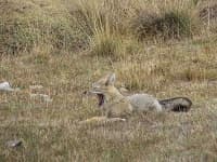 Sample 1 – Grey fox