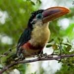 Sample 6 – Curl crested aracuri