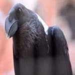 Sample of White necked raven
