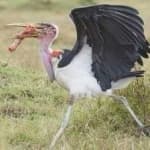 Sample 3 – Marabou stork