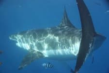 Sample 5 – Great white shark