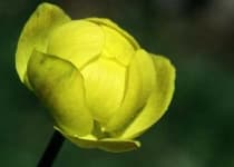 Sample 5 – Globe flower