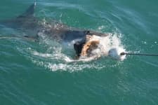 Sample 2 – Great white shark