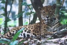 Sample 15 – Jaguar car