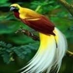 Sample 18 – Bird of paradise bird