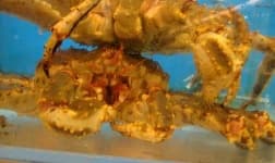 Sample 1 – King crab