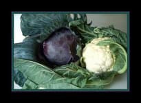 Sample 4 – Cauliflower