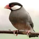 Sample 5 – Java sparrow