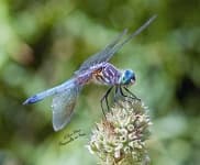 Sample 3 – Dragonfly
