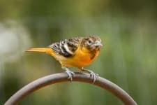 Sample of Oriole