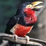 Sample 6 – Bearded barbet