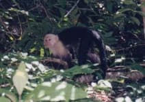 Sample 1 – Capuchin