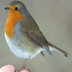 Sample 5 – Robin