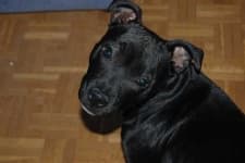 Sample 1 – Staffordshire bull terrier