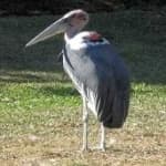 Sample 2 – Marabou stork