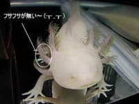 Sample 3 – Axolotl