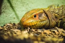 Sample 1 – Lizard