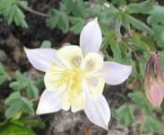 Sample 2 – Columbine