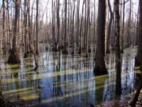 Sample 2 – Swamp