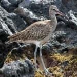 Sample 1 – Whimbrel