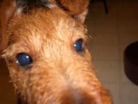 Sample 4 – Irish terrier