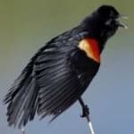 Sample 5 – Red winged blackbird
