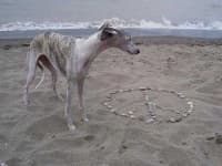 Sample 1 – Whippet