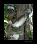Sample 3 – Three toed sloth