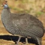 Sample 5 – Guineafowl