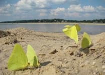 Sample 4 – Sulphur butterfly